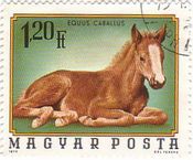 ロバの子供（ハンガリー,1974年）　foal