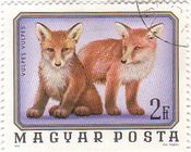 キツネの子供（ハンガリー,1976年）　fox