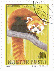 レッサーパンダ（ハンガリー、1977年）　アライグマ　小熊猫