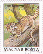 ワイルド・キャット（ハンガリー、1979年）　ネコ科　動物