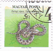 ヨーロッパクサリヘビ（Vipera ursinii rakosiensis、ハンガリー）