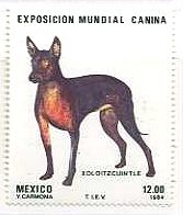 世界ドッグ品評会（メキシコ、１９８４年）　動物　犬