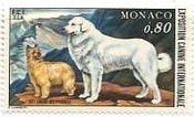 モナコの犬達　イヌ　ﾋﾟﾚﾆｱﾝ･ﾏｳﾝﾃﾝﾃﾝﾄﾞｯｸﾞ（1977年）