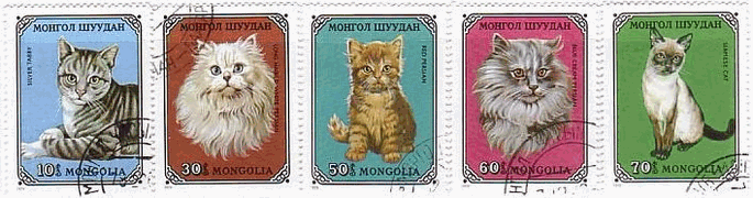 モンゴルの猫達（1979年）　銀猫、白ペルシャ猫、赤ペルシャ猫、クリーム・ペルシャ猫、シャムネコ
