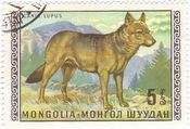タイリクオオカミ（Canis lupus、モンゴル）