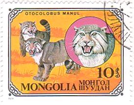 モンゴルのネコ科の動物　Otocokobus　Manul（ﾏｽｰﾙ）