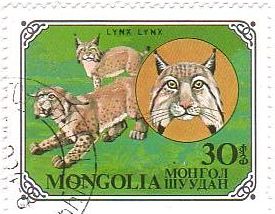 モンゴルのネコ科の動物　LYNX（オオヤマネコ）