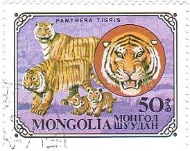 モンゴルのネコ科の動物　Pathera　Tiger（トラ）