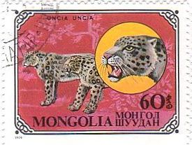 モンゴルのネコ科の動物　UNCIA（ユキヒョウ）
