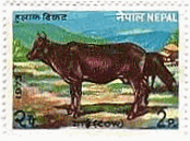 ネパールの牛