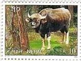 ネパールの牛　哺乳類　水牛　動物