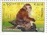 猿（ネパール）