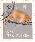 金色ポッサム（golden opossum、パプアニューギニア）