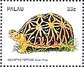 サモアの両生類　切手　幾何学的カメ(Geometric Tortoise)
