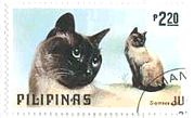 フィリピンの猫達(1979年）　シャムネコ（siamese　cat）