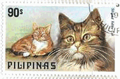フィリピンの猫達(1979年）　トラ猫（striped　tabby）