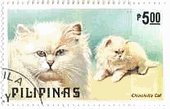 フィリピンの猫達(1979年）　チンチラ(chinchilla　cat)