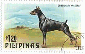 フィリピンの犬達（1979年）　ドーベルマンピンシェル（Doberman Pinscher）
