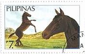 フィリピンの馬（Brown）