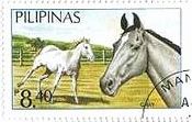 フィリピンの馬（Gray）