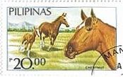 フィリピンの馬（Chestnut）