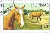 フィリピンの馬（Palomino）