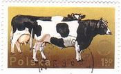牛(cattle、ポーランド）