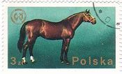 アラビアン・スタリオン（ポーランド）　馬