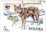 オオカミの生態と保護　オオカミの親子他（ポーランド）