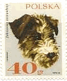 ポーランドの犬　ラフ・ヘアー・フォックステリア