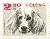 ポーランドの犬　イングリッシュ・セッター
