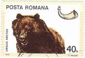 ヨーロッパヒグマ(Ursus arctos 、ルーマニア)