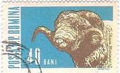 メリノ種の雄羊（Merino Ram、ﾙｰﾏﾆｱ、1962年）