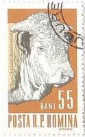 雄牛(Bull､ﾙｰﾏﾆｱ,1962年）