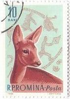 ノロシカ（roe deer、ルーマニア、1961年）