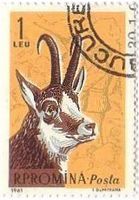 Black　Goat（ルーマニア、1961年）