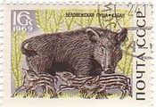 野生のイノシシ（ソ連）　哺乳類　豚