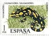 スペインの両生類　サンショウウオ（山椒魚、salamander）