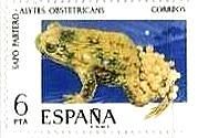 スペインの両生類　サンバガエル（Midwife Toad）