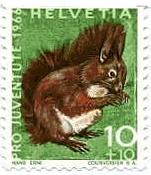 赤リス（Red　squirrel、スイス）　