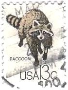 タヌキ（Raccoon、USA)