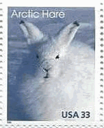 北極ウサギ（arctic hare、米国）