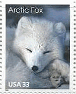 ホッキョクギツネ（Arctic fox、米国）