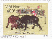 ベトナムの牛相撲　牛と牛