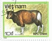 東南アジア原産の野生牛「バンテン（Bos javanicus）」、ベトナム、1988年