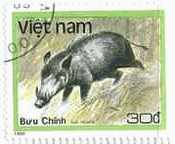 イノシシ（Sus scrofa、ベトナム、1988年）