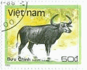 アジア水牛（bubalus bubalus、ベトナム、1988年）