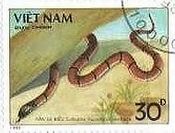 ベトナムの毒蛇（1989年）　ワモンベニヘビ（Calliophis macclellandi）