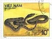 ベトナムの毒蛇（1989年）　タイワンハブ(Trimeresurus mucrosquamatus)