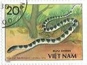 ベトナムの毒蛇（1989年）　コブラ科アマガサ(bungarus candidus)